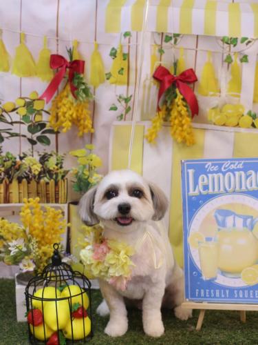 20240423もっぷちゃん